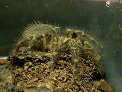 Grammostola Aureostriata 2