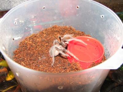 Lasiodora parahybana mažoji 2
