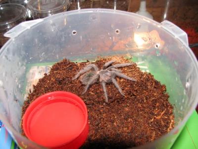 Lasiodora parahybana mažoji