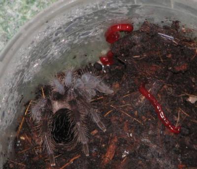 Brachypelma albopilosum vs Culex pipiens larvae