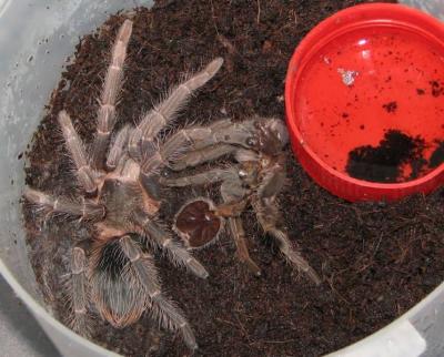 Lasiodora parahybana mažoji 3