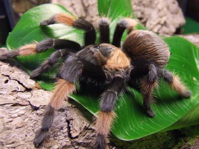 Brachypelma emilia   subadult female
