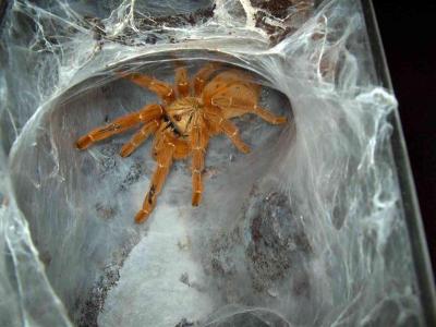 Pterinochilus murinus