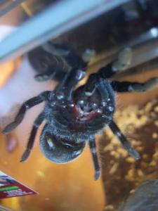 Brachypelma vagans