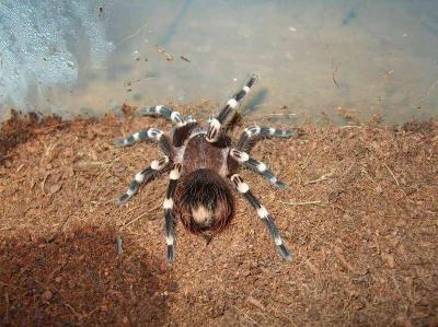 Acanthoscurria geniculata 1