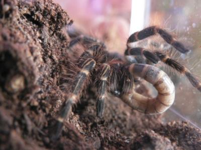 Gramostolla aureostriatum kaunasi