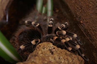Acanthoscurria geniculata 2