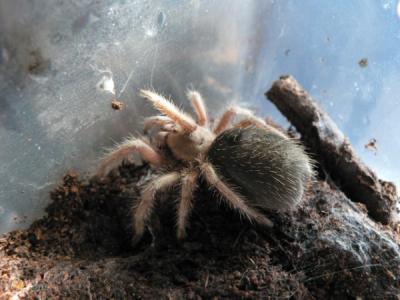 Gramostolla rosea pripampusi