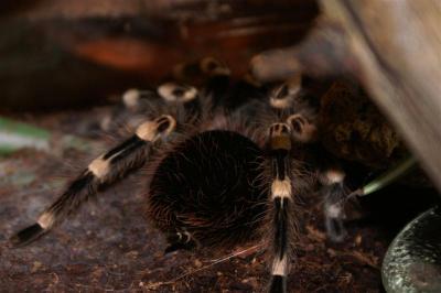 Acanthoscurria geniculata 3