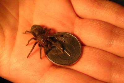 Brachypelma albopilosum voriukas