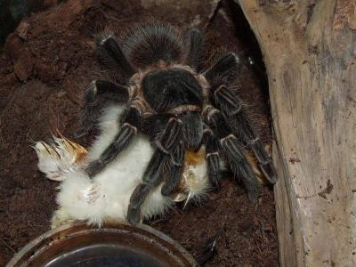 L. patahybana valgo atsildyta visciuka :)