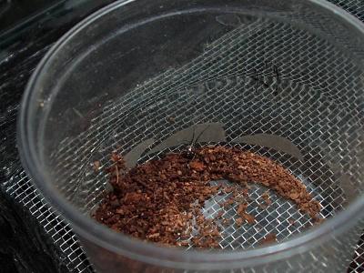 Steatoda Grossa aka Dalbajobas