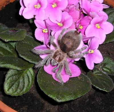 G.Rosea