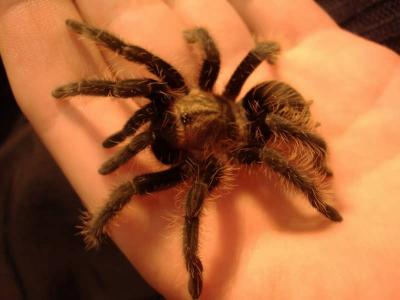 Br.Albopilosum