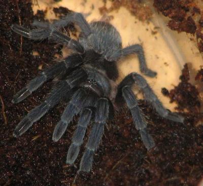 Aphonopelma Seemani 4