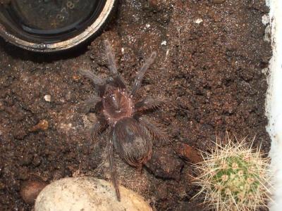 Brachypelma Albopilosum mažius