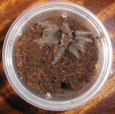 Brachypelma Albopilosum vardu Infarktas :)