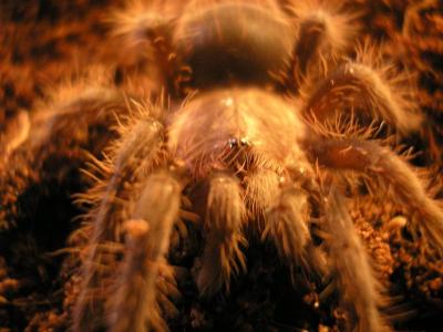 Brachypelma Albopilosum akytės