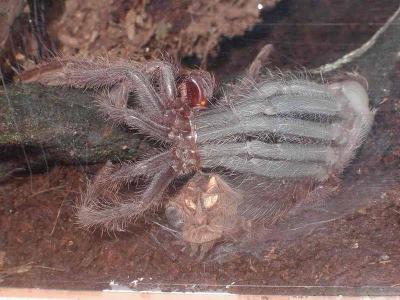 Grazumelis