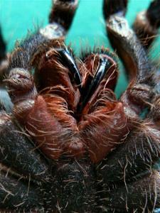 Acantoscuria geniculata išnara
