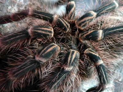 Gramostolla aureostriatum 3