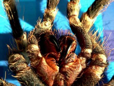 Acanthoscurria geniculata 5