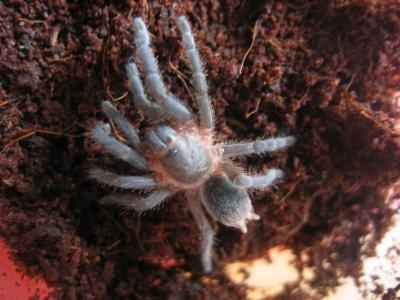 A. Seemanni