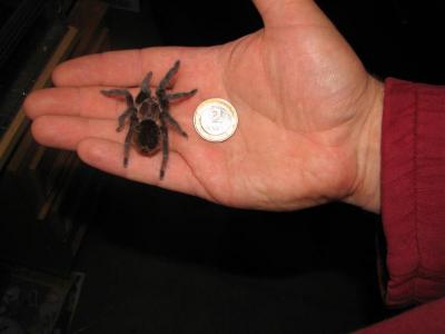 Brachypelma albopilosum vs 2Lt