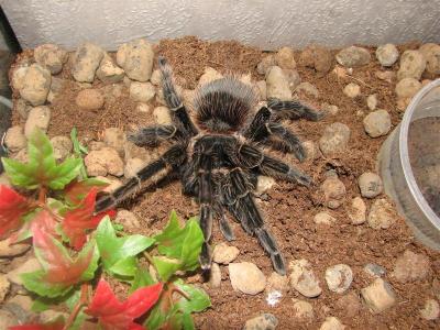 Lasiodora parahybana 2