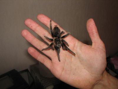 Brachypelma albopilosum