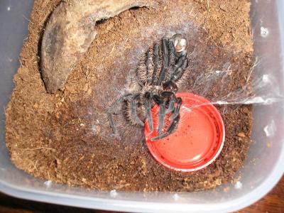 brachypelma albopilosum jau beveik beveik..