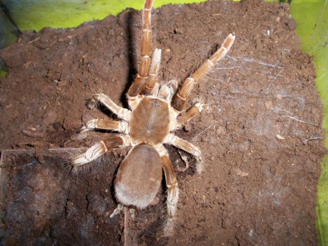 H.gigas