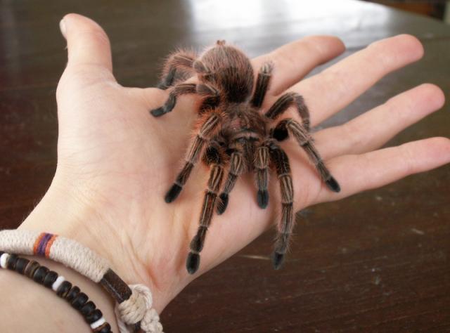 G. Rosea