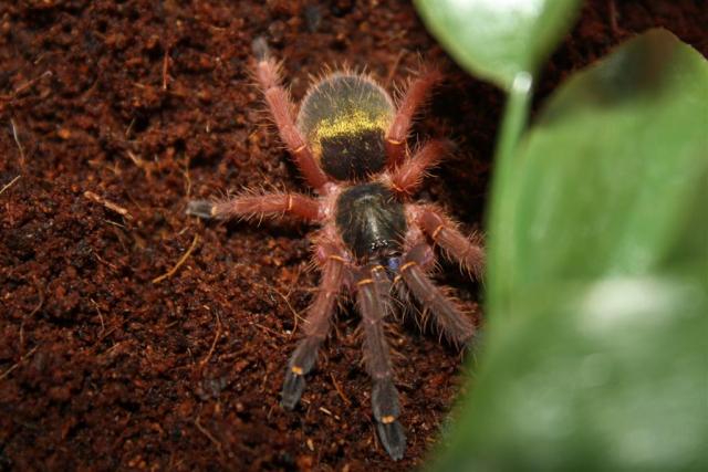 Ephebopus cyanognathus
