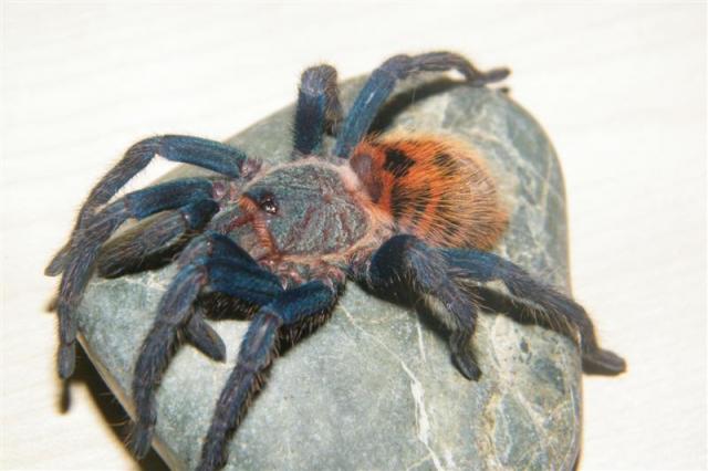 C. c.