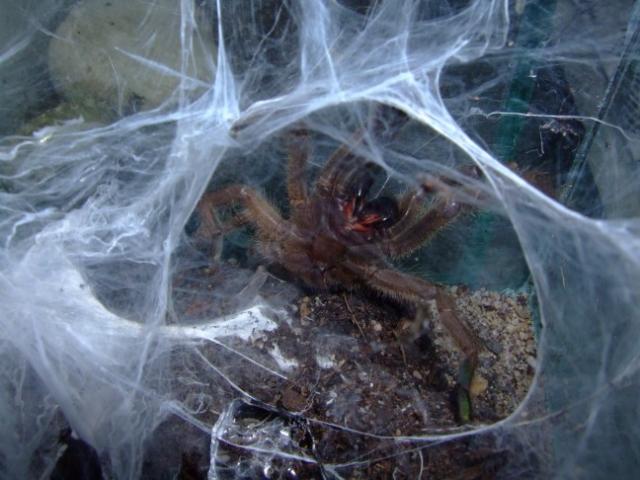 Chilobrachys sp. burmensis