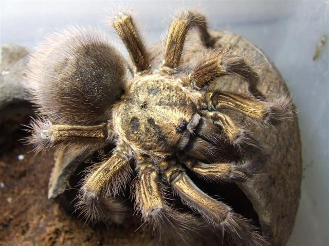 Phormictopus platus