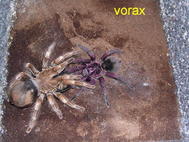 Pamphobeteus platyomma