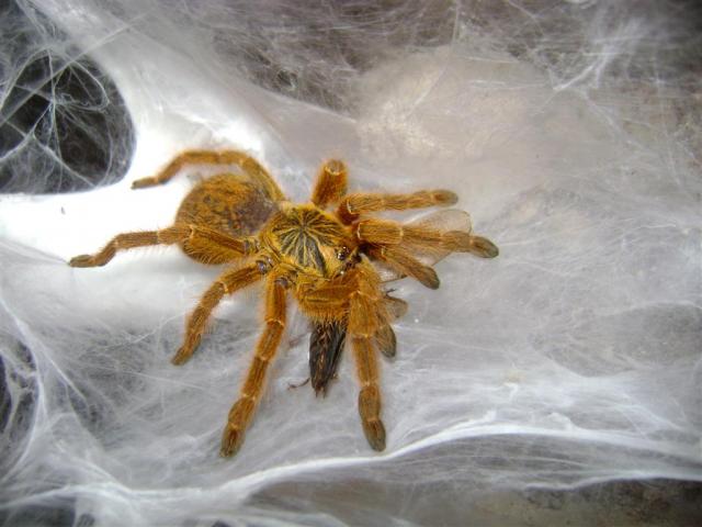 Pterinochilus murinus