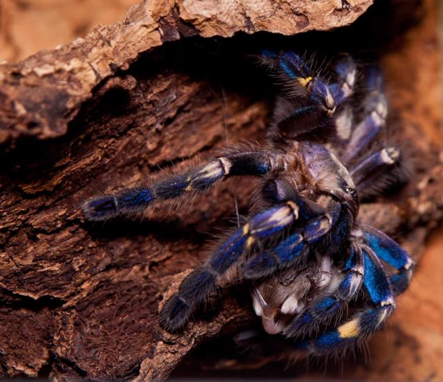 Poecilotheria metallica