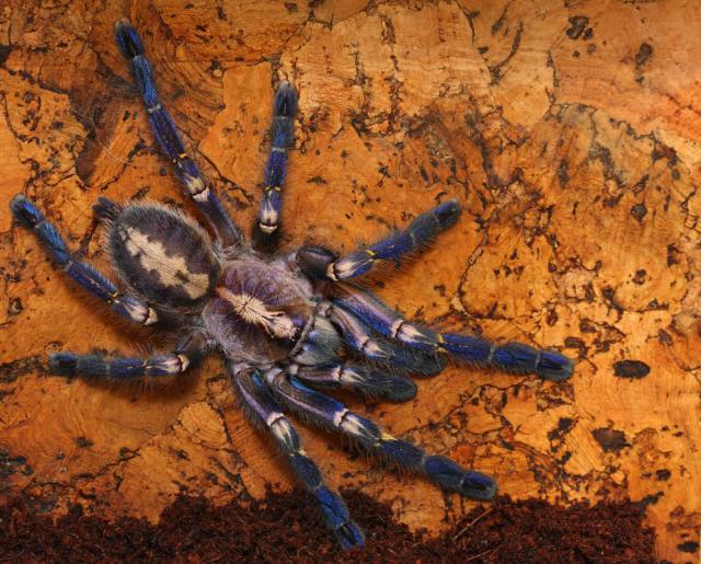 Poecilotheria metallica
