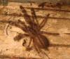 poecilotheria_regalis_t1.jpg