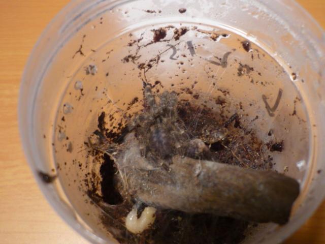 Poecilotheria regalis