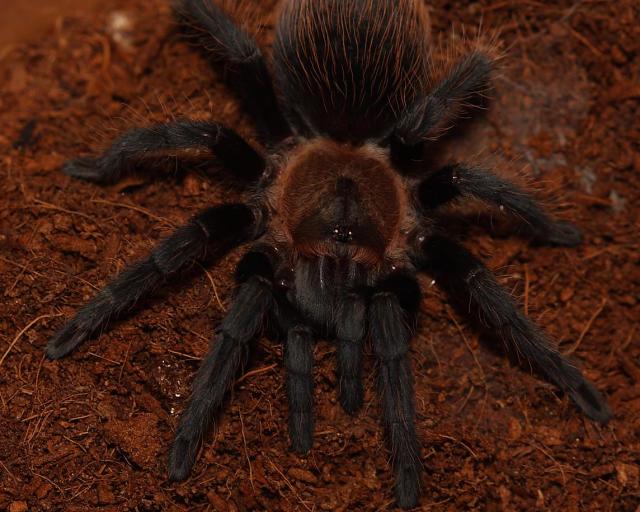 Aphonopelma pollidum