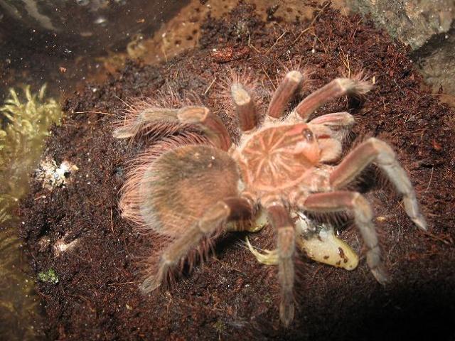 Pamphobeteus sp.