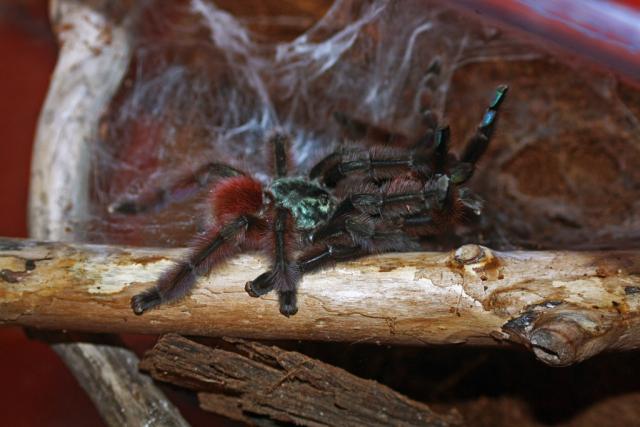 A.Versicolor