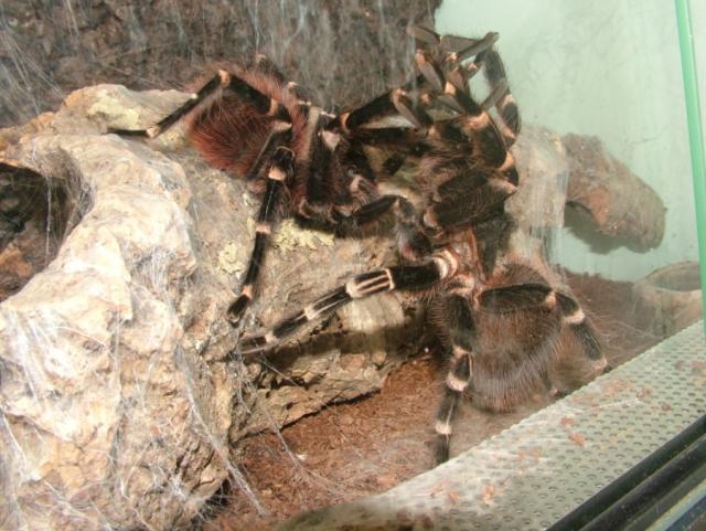 Acanthoscurria brocklehursti 