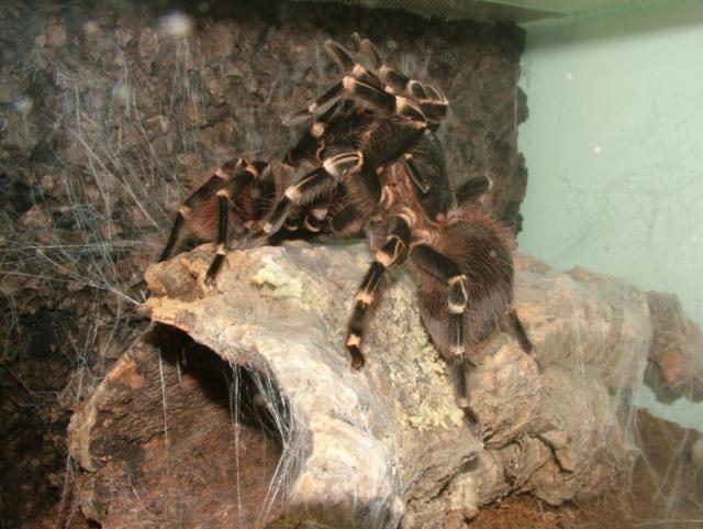 Acanthoscurria brocklehursti 