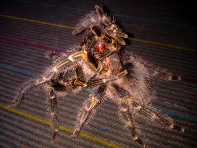 Grammostola aureostriata