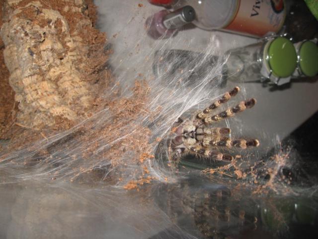 Poecilotheria regalis
